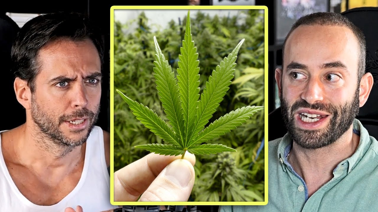 ¿ES EL CANNABIS UNA DROGA INOCUA? - Científico sobre la droga más consumida del mundo