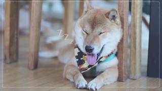 คาเฟ่หมาชิบะ ร้าน inumachi