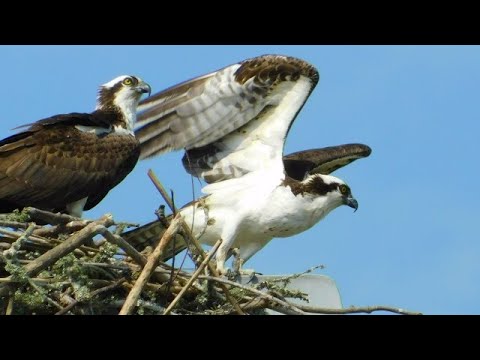 A Pair Of Ospreys Build A Nest In USS Biloxi Mast | Mississippi Wildlife