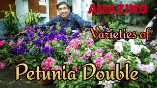 Next Time Grow Petunia Double !!!