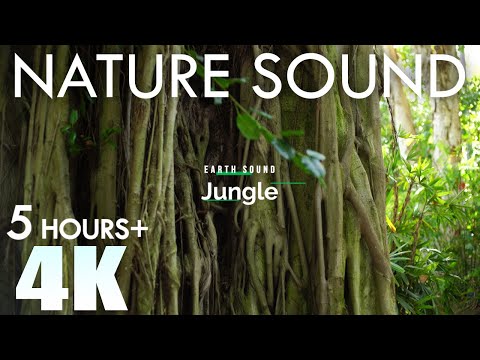EARTH SOUND Jungle 4 Nature Sounds Sub Tropical Birds & Insects 5 Hours Relaxation