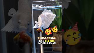 Download lagu ciri ciri ikan cupang bahagia 🥰💥 #ikancupang #cupang  #cupanghias #shortsfeed mp3