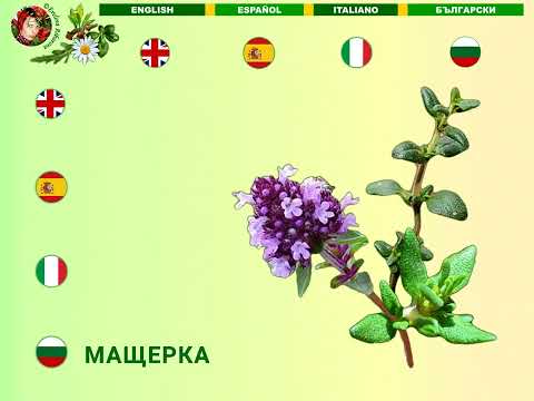 Herb names and Spice names with pronunciation in English, Spanish, Italian, Bulgarian - multilingual