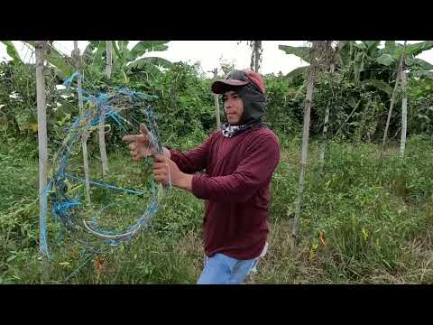 EP633-P1: BAKLAS KAWAYAN Para Sa Lucky Farm