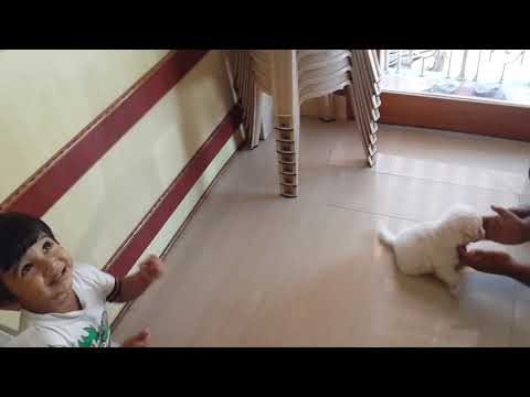 prajwal playing with puppy