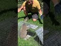 How to deter ground hogs from entering your garden . A simple discussion will do!