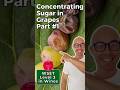 Natural Sugar Concentration In Grapes Part 1 I WSET Level 3 In Wines Thirstyandwise
