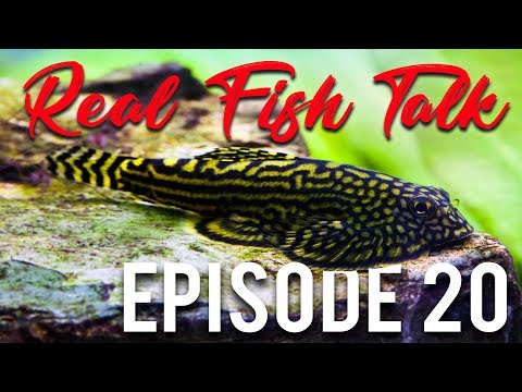 WHAT FISH CLEAN THE TANK? - Ep. 20