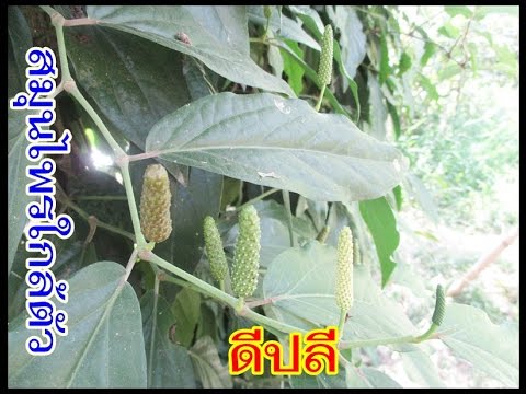 หลักการกระทำค้อนของ ธ อร์ ทำหน้าที่เป็นแรง esperal