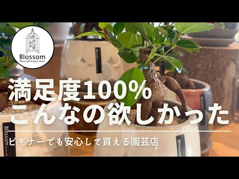本物のサボンソウ 植物