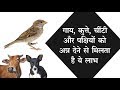गाय कुत्ते चींटी और पक्षियों को भोजन ख