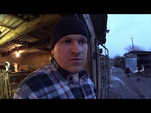 Немного новостей // Рассада, мускусные утки, куры и коровы.