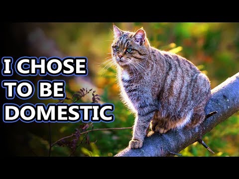 Wildcat facts: they're basically wild house cats | Animal Fact Files