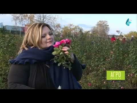 Orezivanje ruža saveti stručnjaka