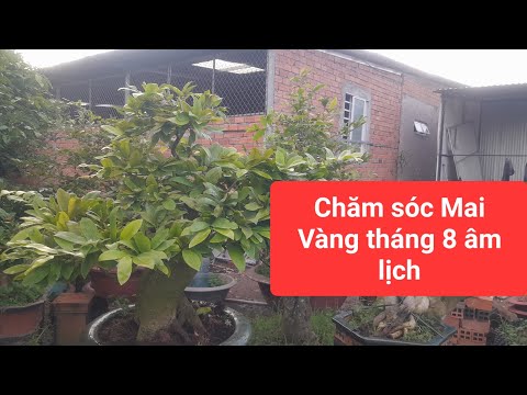 Làm nụ cho mai vàng tháng 8 âm lịch