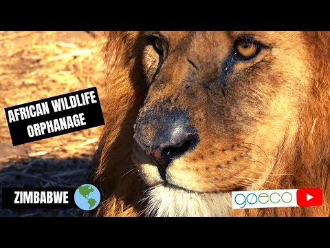 GoEco - Top Rated & Award Winning Volunteer Programs Abroad — video 1