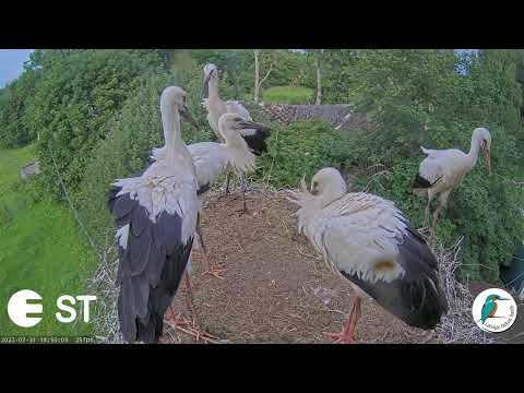 Baltie stārķi  Tukuma novadā - LDF tiešraide .Kaimiņu stārķēns iemaldījies ligzdā:)31.07.2022
