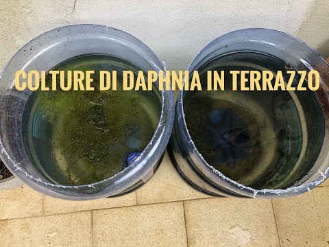 Daphnie in terrazzo? Ecco come