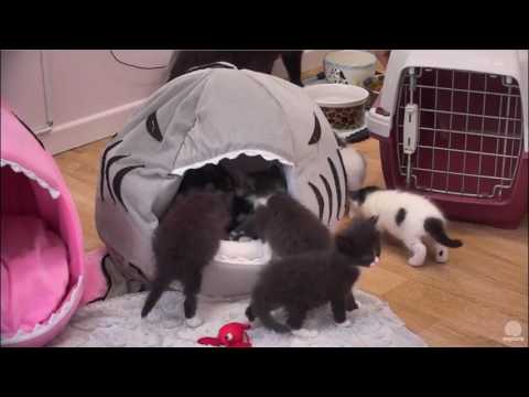 Dallas Cats: The "Unboxing"