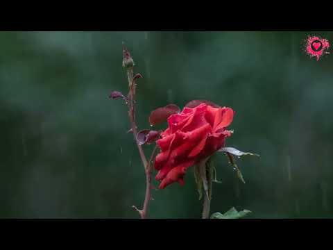 Behind Rain (Waves Chillout Mix) - The Fusion & Jane Maximova