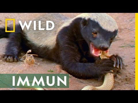 Dieses Tier ist immun gegen Schlangengift | Mai mit Biss