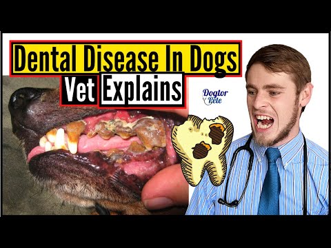Why Does My Dog's Breath SMELL SO BAD? | Dental Disease in Dogs | Vet Explains | Dogtor Pete