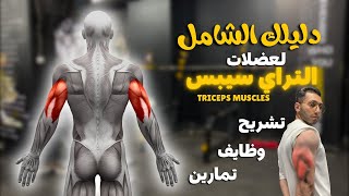 دليلك الشامل لعضلات التراي سيبس | Triceps Muscles Anatomy 👌✨
