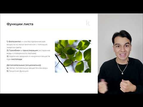 Вегетативные органы растений (лист) - видео-урок (Асиф)