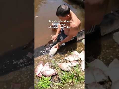 na fronteira do Garrafão do Norte e Capitão Poço Pará Brasil