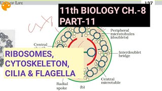 Class 11 biology, Ch.8, Part-11||Ribosomes,cytoskeleton,cilia & flagella||Study with Farru