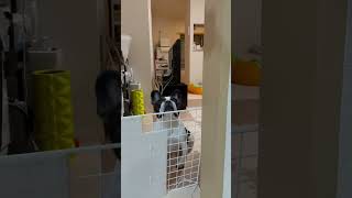 仕切りの向こうからこんにちわ🐶 #フレブル #vlog #frenchie #フレンチブルドッグ　  　　"Hello from the other side of the partition"
