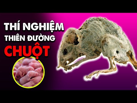 THÍ NGHIỆM ĐEN TỐI: THIÊN ĐƯỜNG CHUỘT... HAY UNIVERSE 25 (Phim Tài Liệu - Giải Thích)