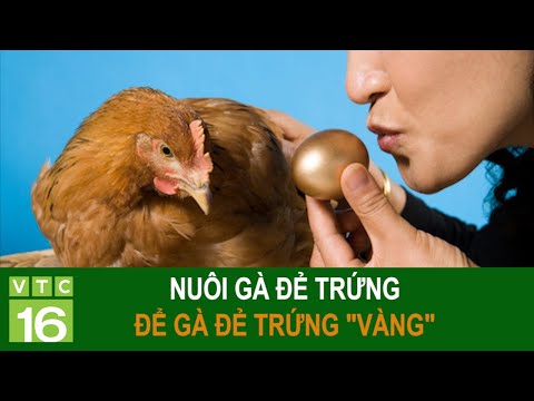 , title : 'Nuôi gà đẻ trứng: Để gà đẻ trứng "vàng" | VTC16'