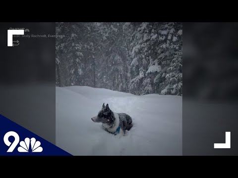 RAW: A dog enjoying the Colorado snow