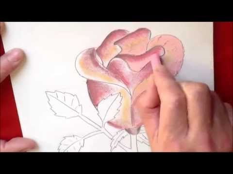 comment colorier une rose