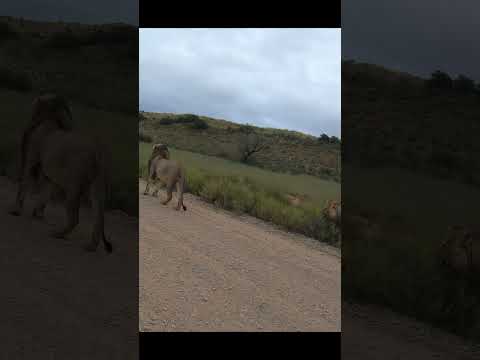 #Shorts Male lions dominate old sick lion