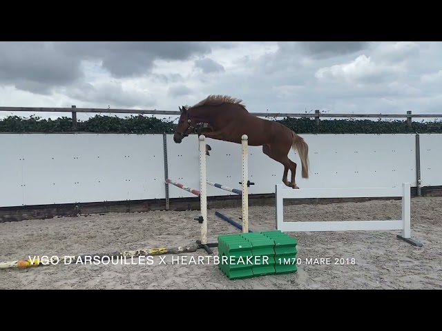 Noordman Vigo Playing with the big Jumps