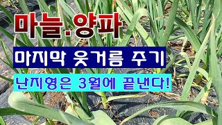 [텃밭농부 1,823]  마늘과 양파에 마지막 웃거름 주는 방법 .  난지형은 3월에 끝! #.마늘재배 #양…