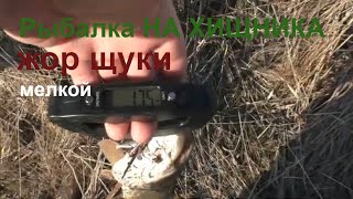 Рыбалка на мазурских озерах июль 2020