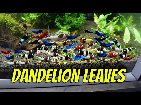Wie man Garnelen mit gedünsteten Löwenzahnblättern füttert