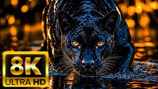 🌿 ANIMAL PLANET 8K (60FPS) ULTRA HD – The Incredible World of Wildlife