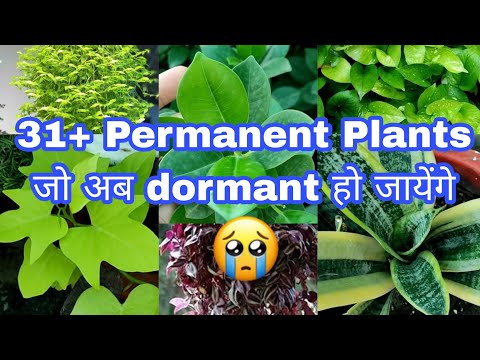 , title : 'Dormancy period of permanent plants/पौधों की सुप्तावस्था/How to take care of plants in dormancy