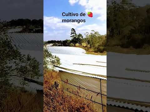 Cultivo do 🍓 morango.