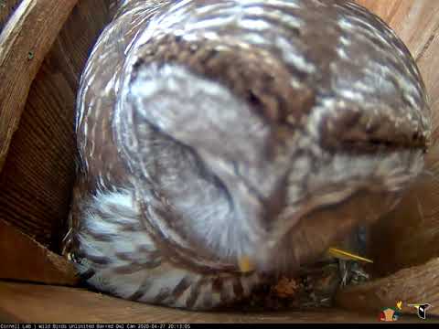 Female Barred Owl Investigates the Camera! | Wild Birds Unlimited | Cornell Lab – April 27, 2020