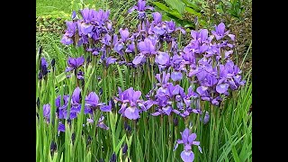 End of May Garden Tour 2025