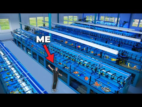 LARGEST *TROPICAL* FISH FARM!! ... (Millions of FISH!) $$$