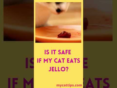 Is It Safe If My Cat Eats Jello? #Shorts #feedingcat #catjello