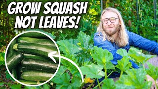 Growing ZUCCHINI Intensively At Home for Maximum Yield and Plant Health | Step-by-Step Guide
