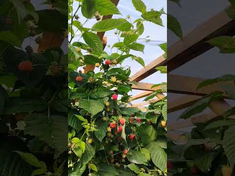 фото саженцы малины маравилла 0