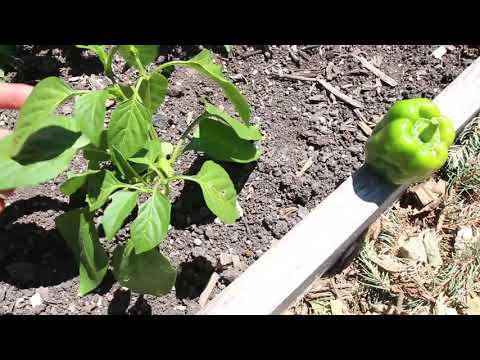 4 Ways to Speed Up Pepper Growth & Fruiting - YouTube